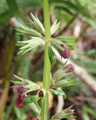 Stachys thunbergii