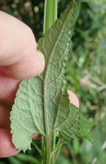 Stachys thunbergii