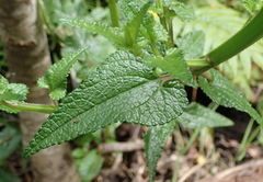 Stachys thunbergii