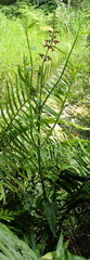 Stachys thunbergii