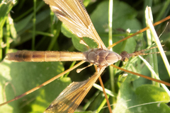 Tipula ultima