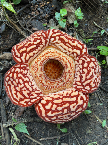 Rafflesia pricei (Rafflesia pricei)