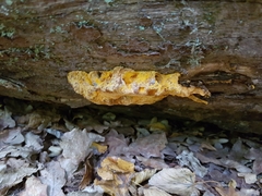 Aurantiporus croceus