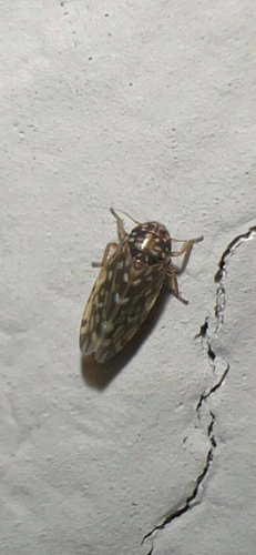 Xestocephalus superbus