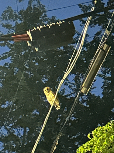 View observation of {o.common_name} on iNaturalist