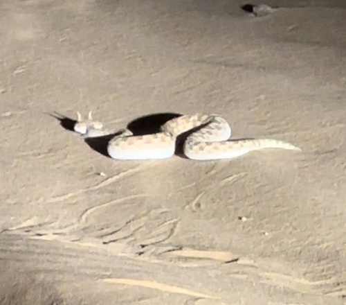 Arabian Horned Viper