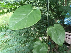 Passiflora triloba