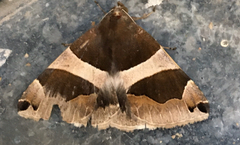 Poaphilini