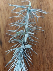 Aspalathus florifera