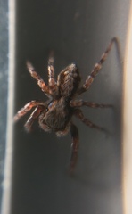 Pseudeuophrys lanigera