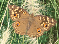 Junonia lemonias