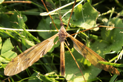 Tipula ultima