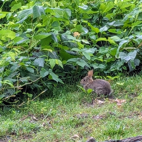 Eastern Cottontail photographed in Oklahoma