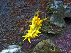 Colochirus robustus