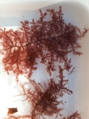 Vertebrata byssoides