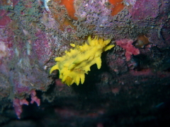 Colochirus robustus