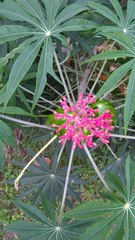 Jatropha multifida