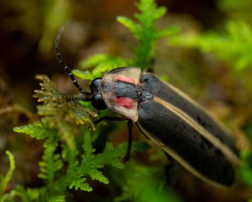 Smokies Synchronous Firefly photo 3