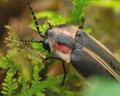 Smokies Synchronous Firefly photo 5