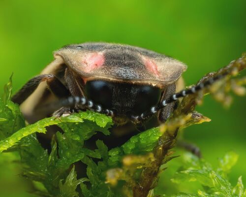 Smokies Synchronous Firefly photo 2