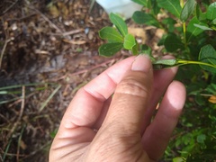 Ephyriades brunnea