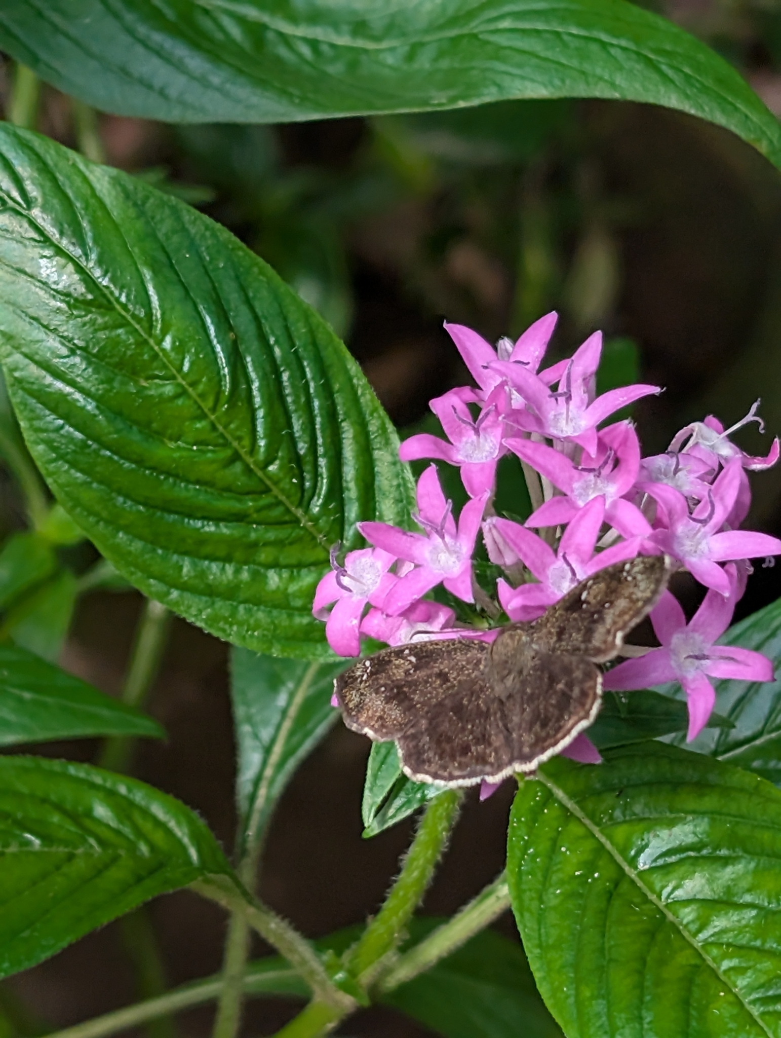 Common Small Flat