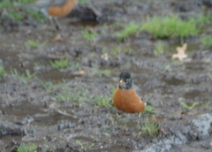 Turdus migratorius