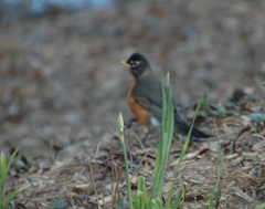 Turdus migratorius