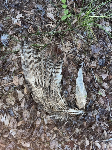 View observation of {o.common_name} on iNaturalist