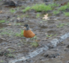 Turdus migratorius