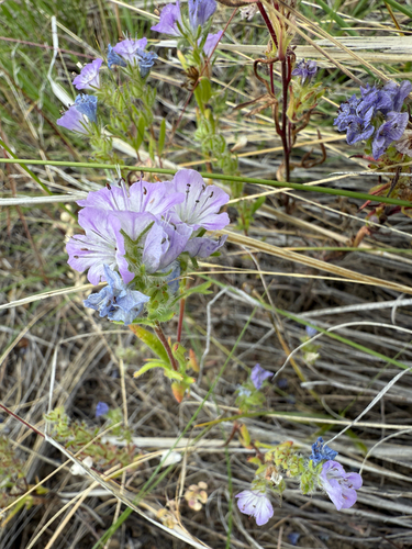 iNaturalist observation 2025-06-11