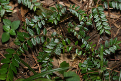 Ventilago elegans