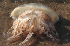 Rhizostoma
