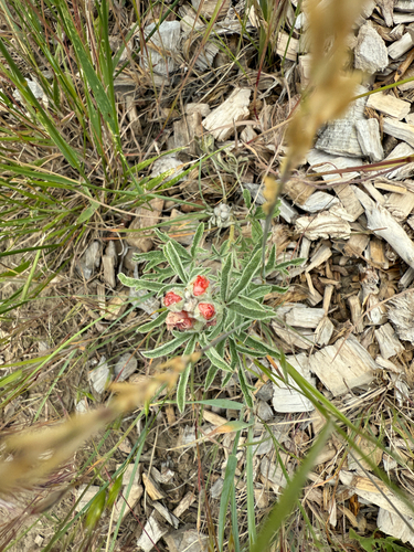 iNaturalist observation 2025-06-11