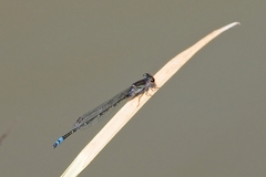 Pseudagrion hamoni