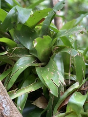 Billbergia pyramidalis