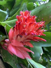 Billbergia pyramidalis