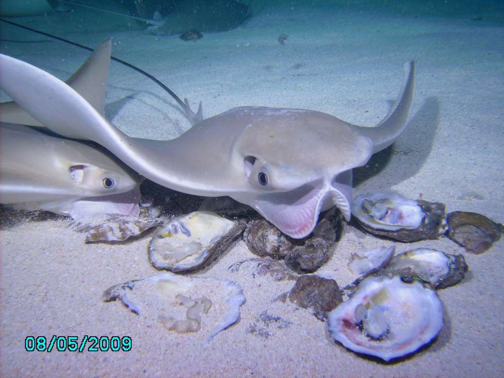 Cownose Ray, photo 1 of 9