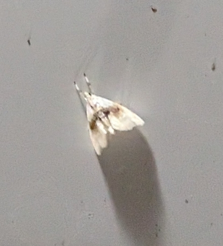 Brown-banded Lipocosma Moth photo 5