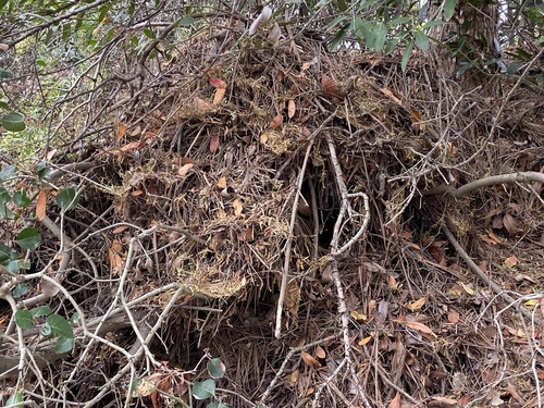iNaturalist observation photo of Woodrats