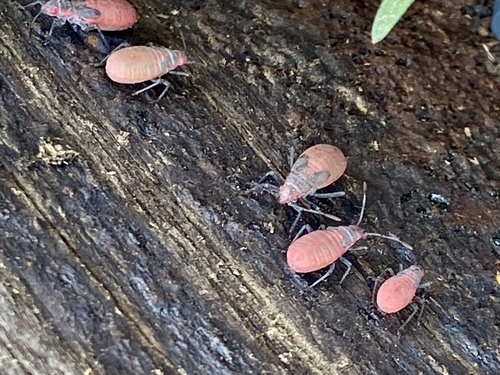 iNaturalist observation photo of Red-shouldered Bug