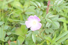 Rosa nitida
