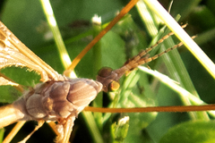 Tipula ultima