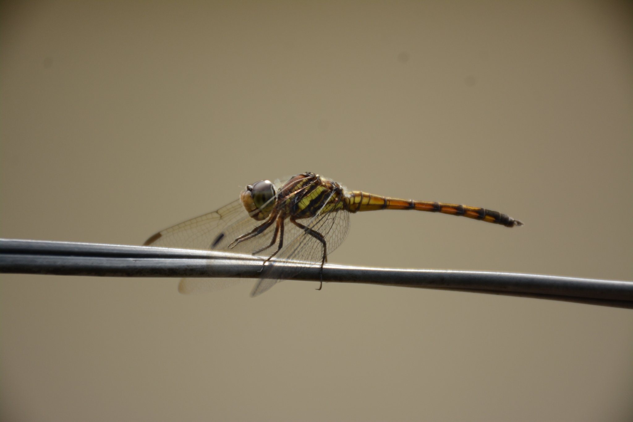 Yellow-Tailed Ashy Skimmer