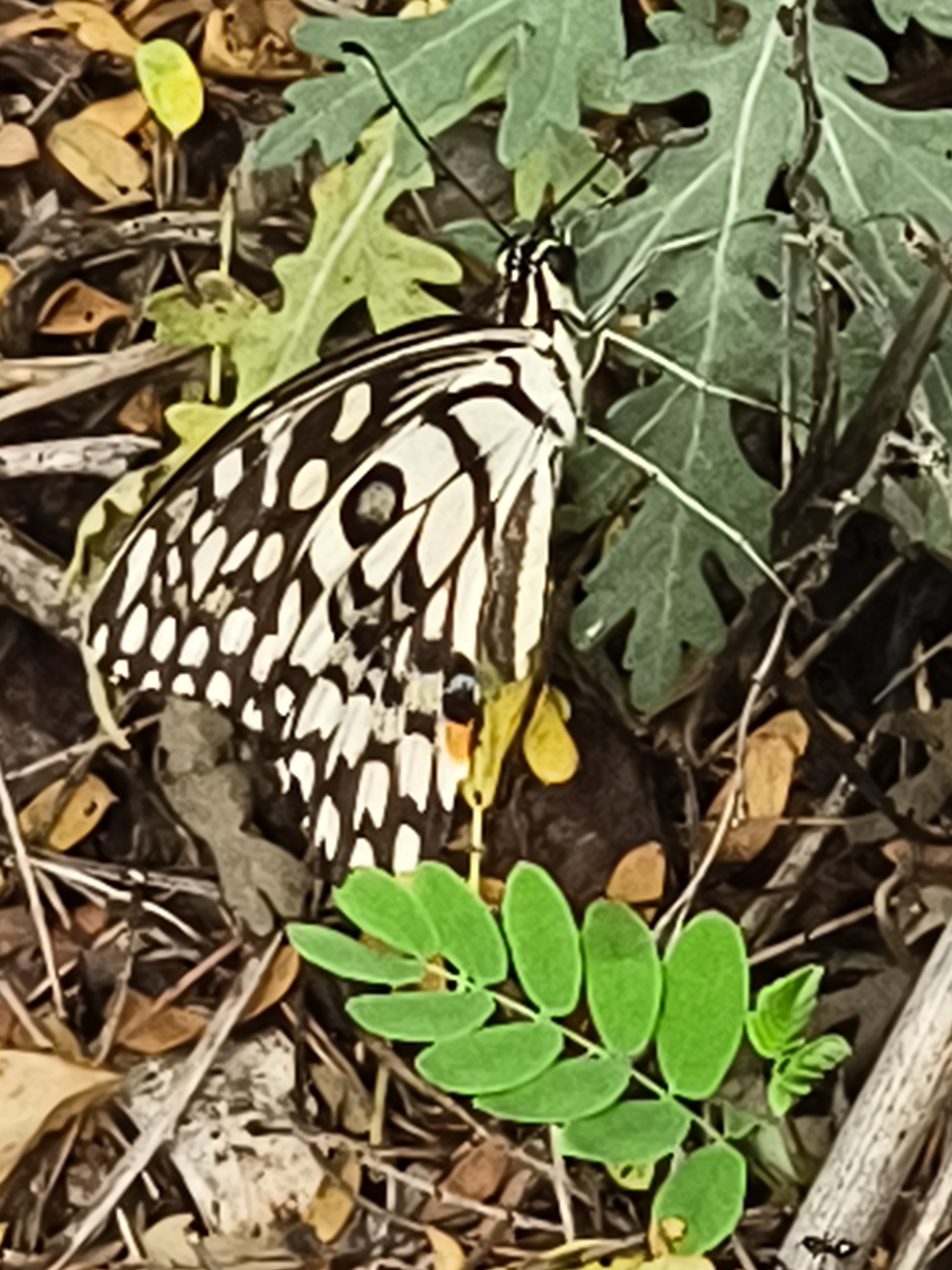 Lime Swallowtail