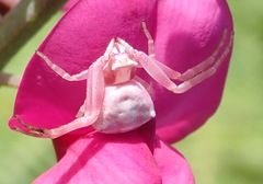 Thomisus kalaharinus