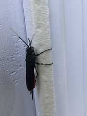 Urocerus cressoni