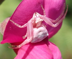 Thomisus kalaharinus