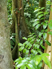 Pterocarpus officinalis