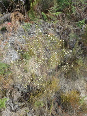 Lachnaea diosmoides